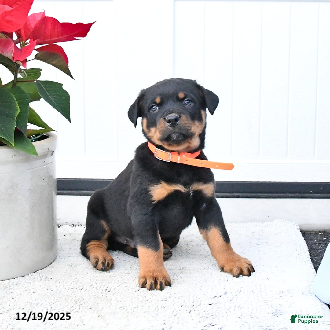 Rottweiler dogs for sale: Titan - Ad 1