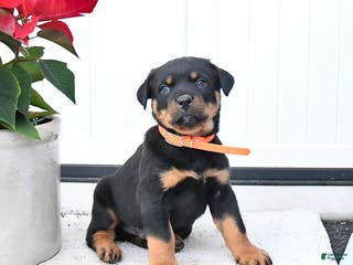Rottweiler dogs Titan - Ad 23