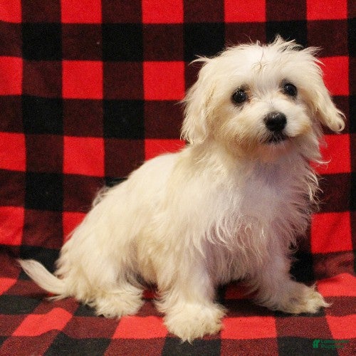 Maltese dogs Molly - Ad 1