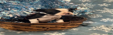 Boston Terrier Puppy 4