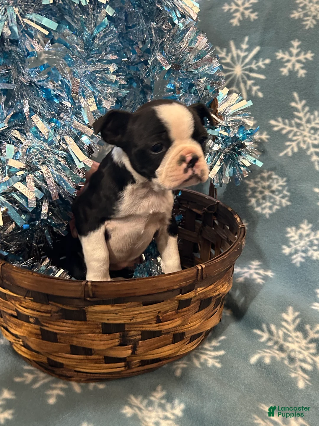 Boston Terrier dogs for sale: Boston Terrier Puppy 4 - Ad 1