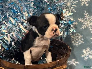 Boston Terrier dogs Boston Terrier Puppy 4 - Ad 5