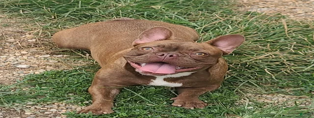 Rosie 