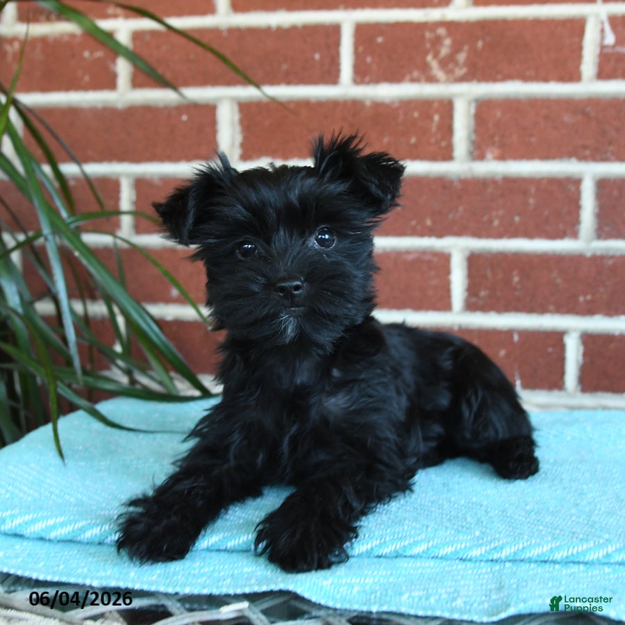 Yorkshire Terrier dogs Raven - Ad 2
