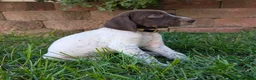 German Shorthaired Pointer dogs for sale: Yellow Female - Ad 3