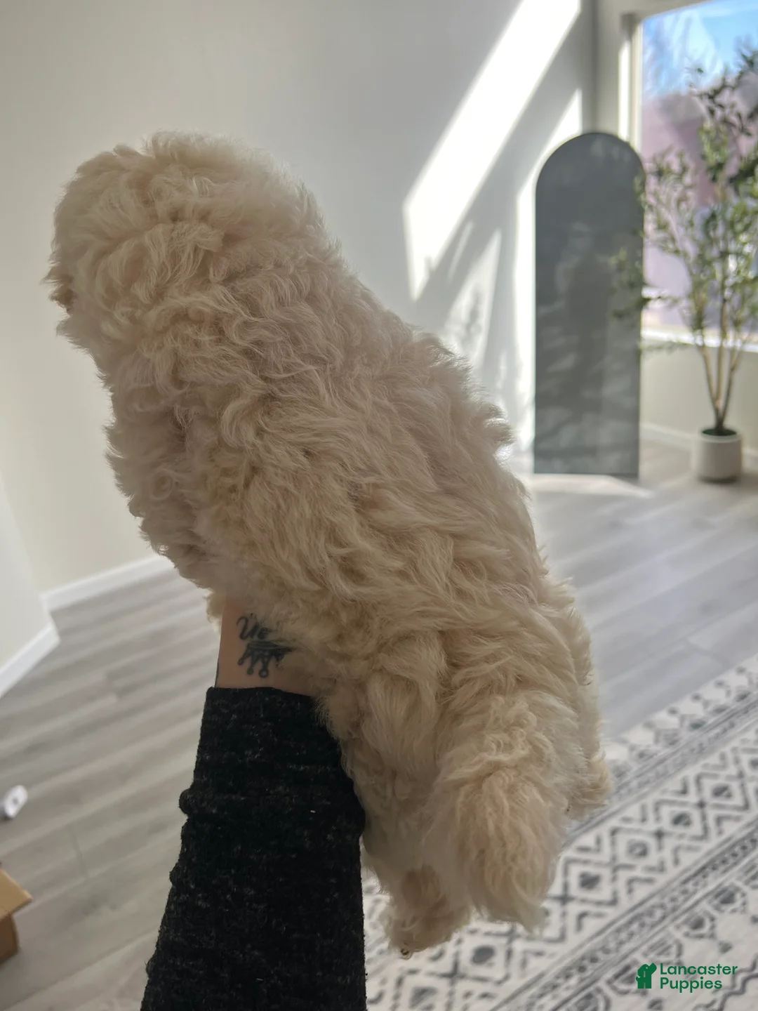 Toy Poodle dogs for sale: Teddy - Ad 4