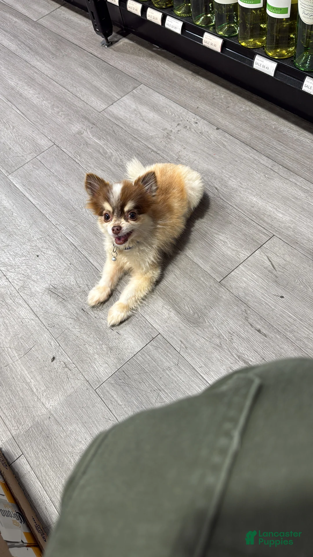 Chihuahua dogs for sale: Chihuahua 1 - Ad 2