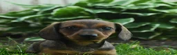 Miniature Dachshund dogs for sale: Fable - Ad 2