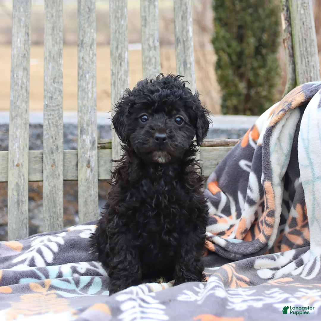 Miniature Poodle dogs for sale: Chloe - Ad 5