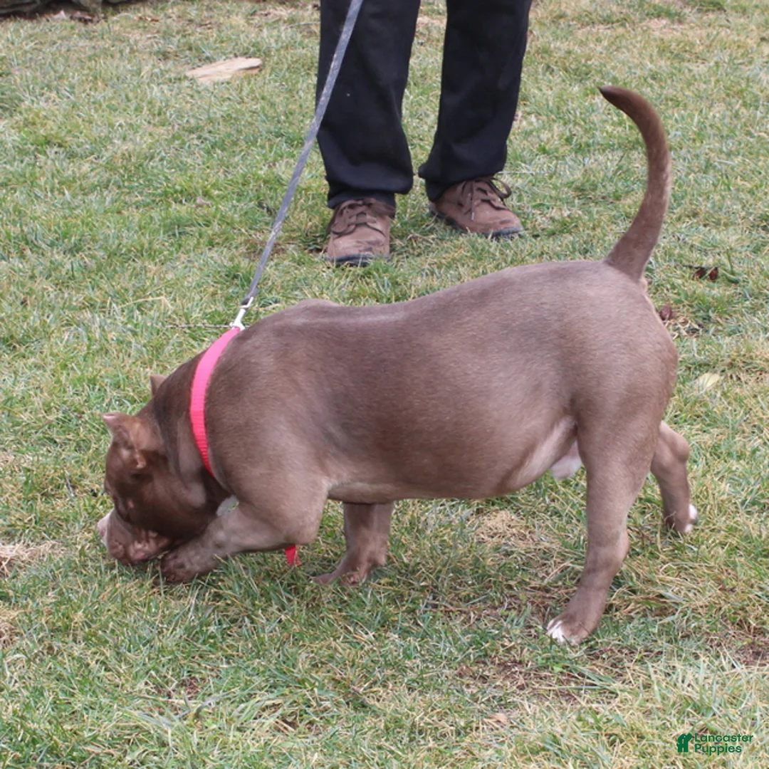 American Bully dogs for sale: Rocky - Ad 6