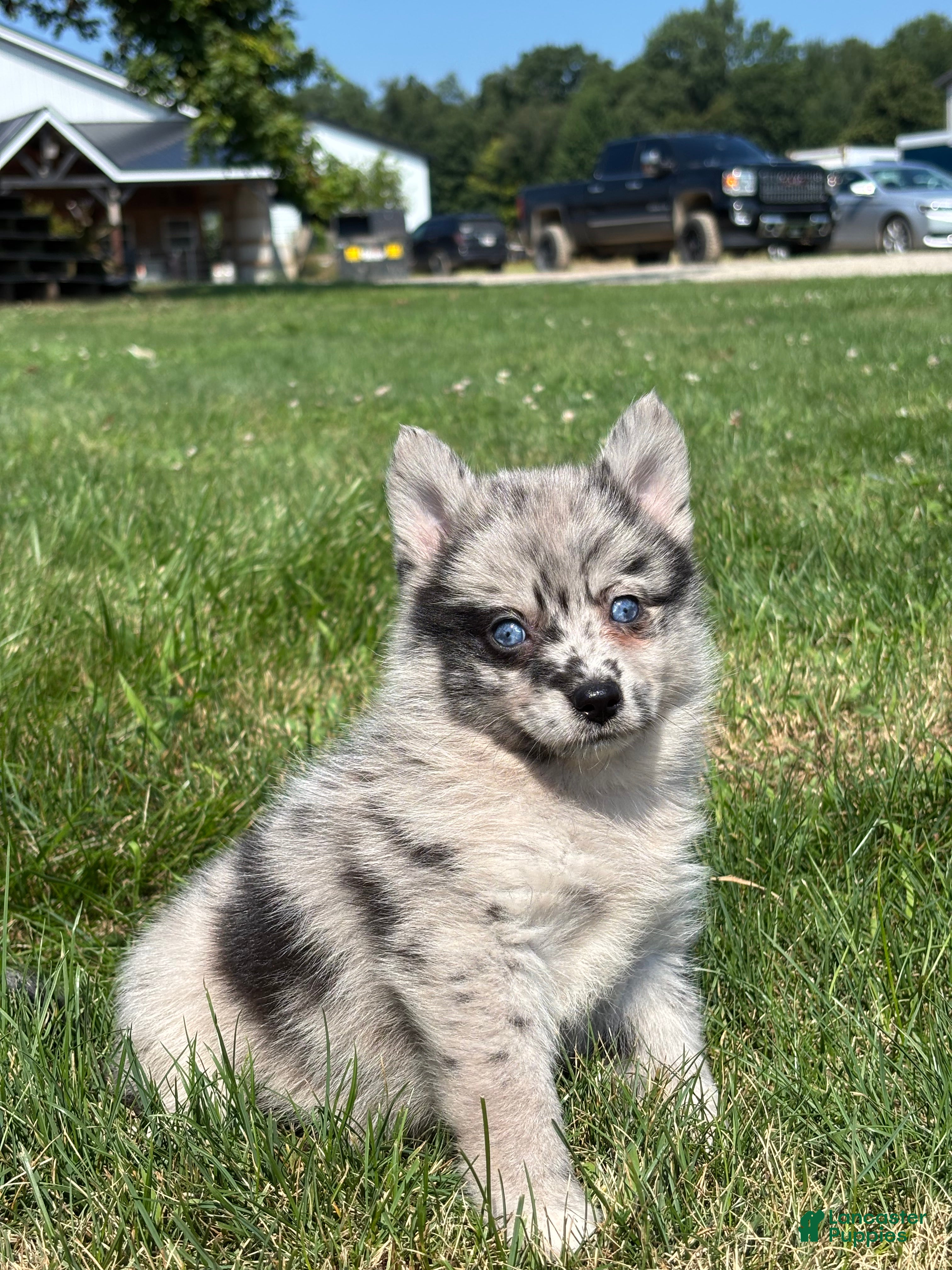Pomsky dogs Grace - Ad 2