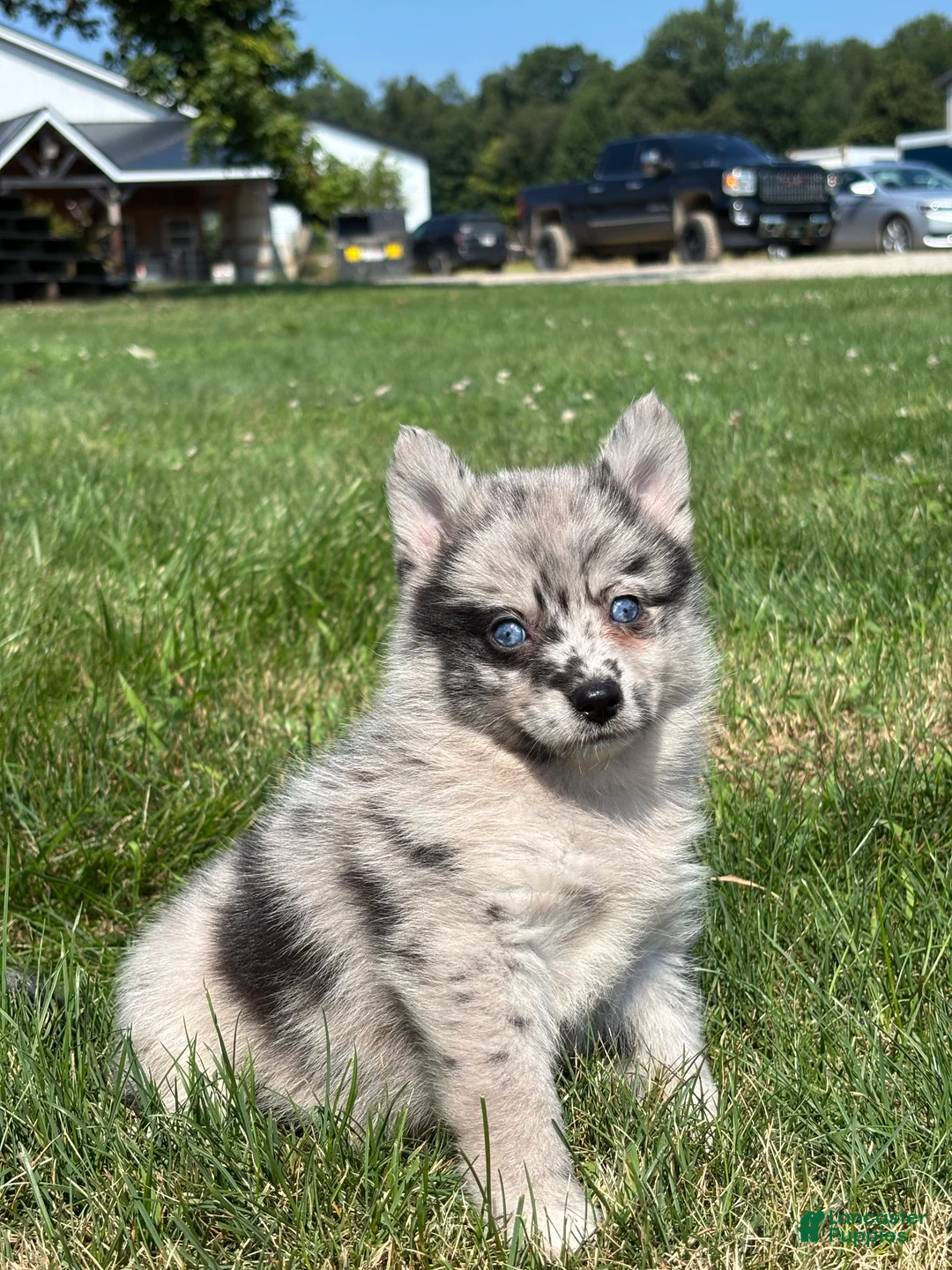 Pomsky dogs for sale: Grace - Ad 2