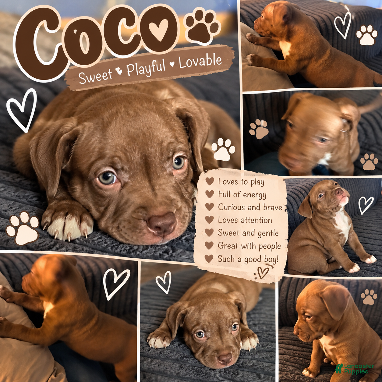 Mixed Breed dogs for sale: Meet Coco! 🐾 - Ad 28