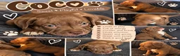 Mixed Breed dogs for sale: Meet Coco! 🐾 - Ad 1