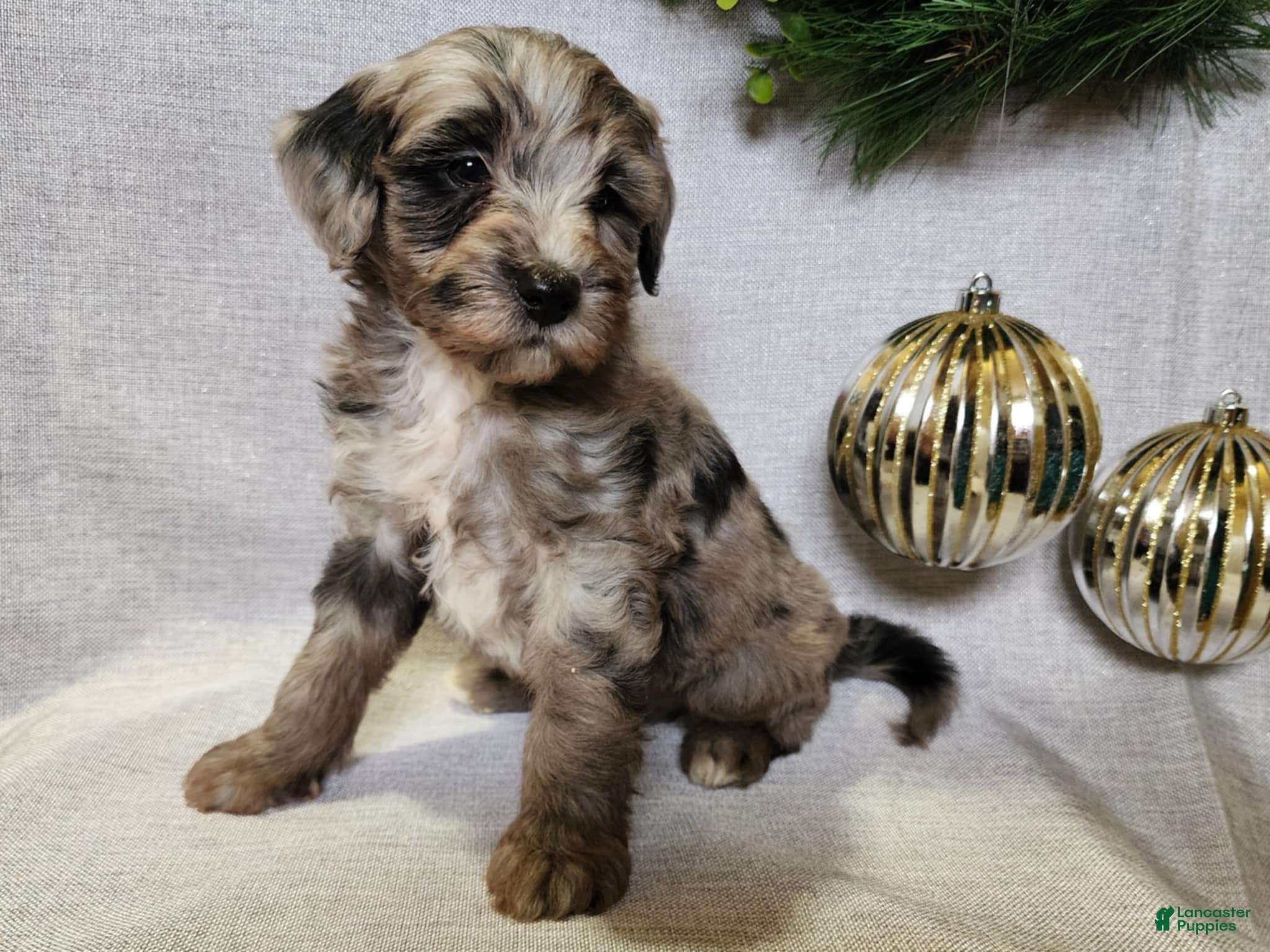 Mini Bernedoodle dogs Blitz - Ad 16