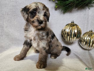 Mini Bernedoodle dogs Blitz - Ad 25