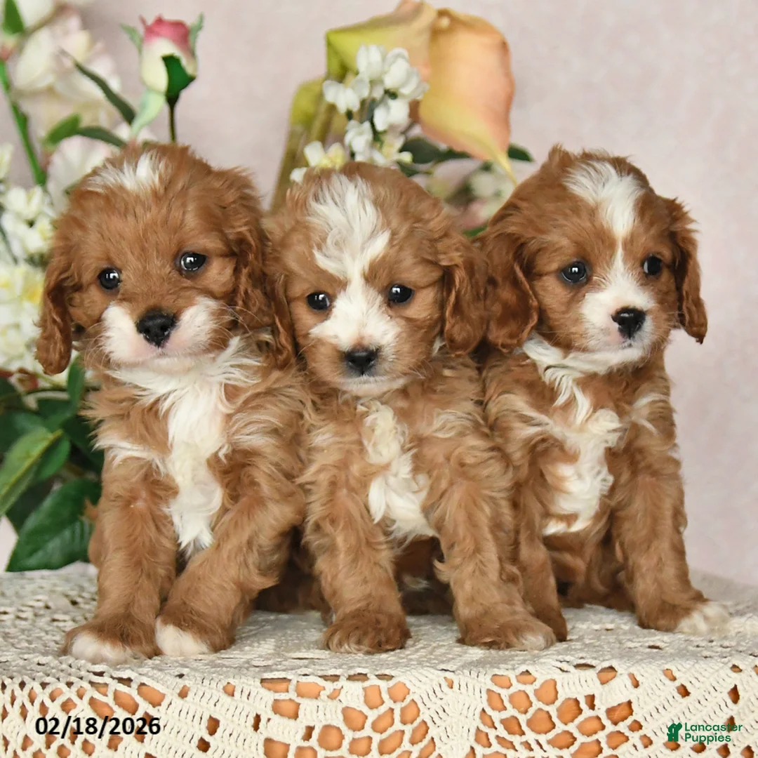 Cavapoo dogs for sale: Kathryn - Ad 5