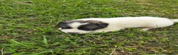 Great Pyrenees dogs for sale: Cupid - Ad 6