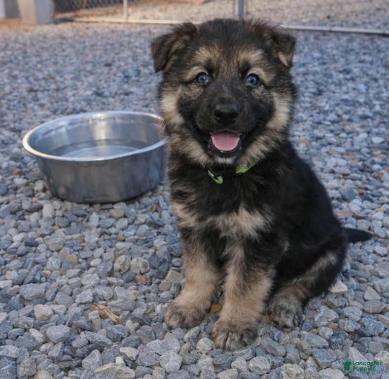 German Shepherd dogs German Shepherd Blue collar - Ad 2