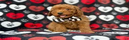 Cavapoo dogs for sale: Abe - Ad 7