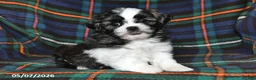 Shih Tzu dogs for sale: Grace - Ad 3
