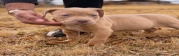 American Bully dogs for sale: Champagne  - Ad 3