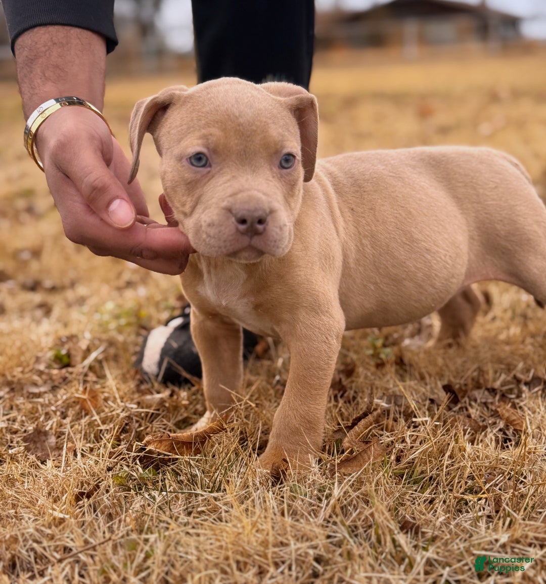 American Bully dogs for sale: Champagne  - Ad 3