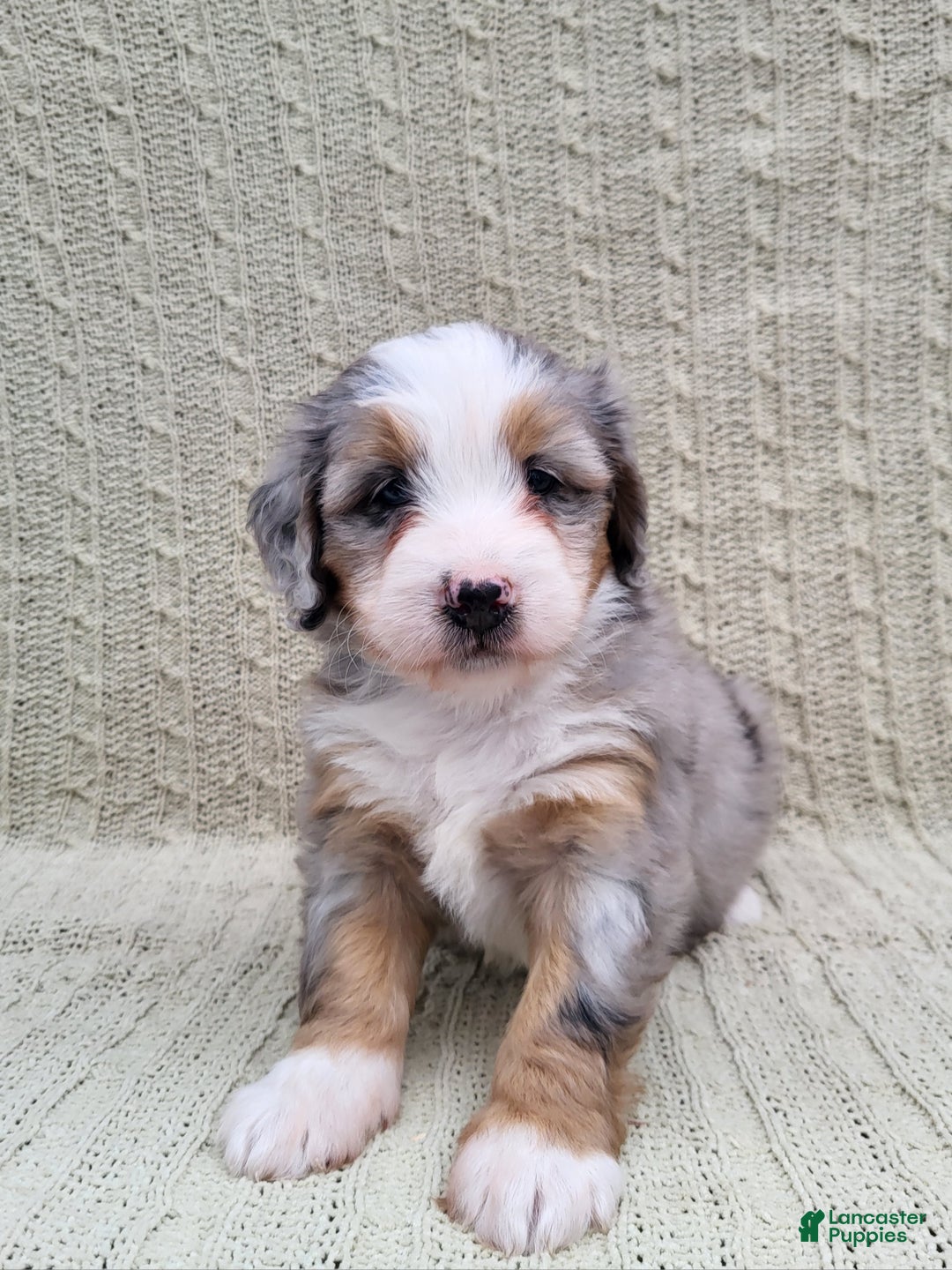 Mini Bernedoodle dogs for sale: Savanna - Ad 3
