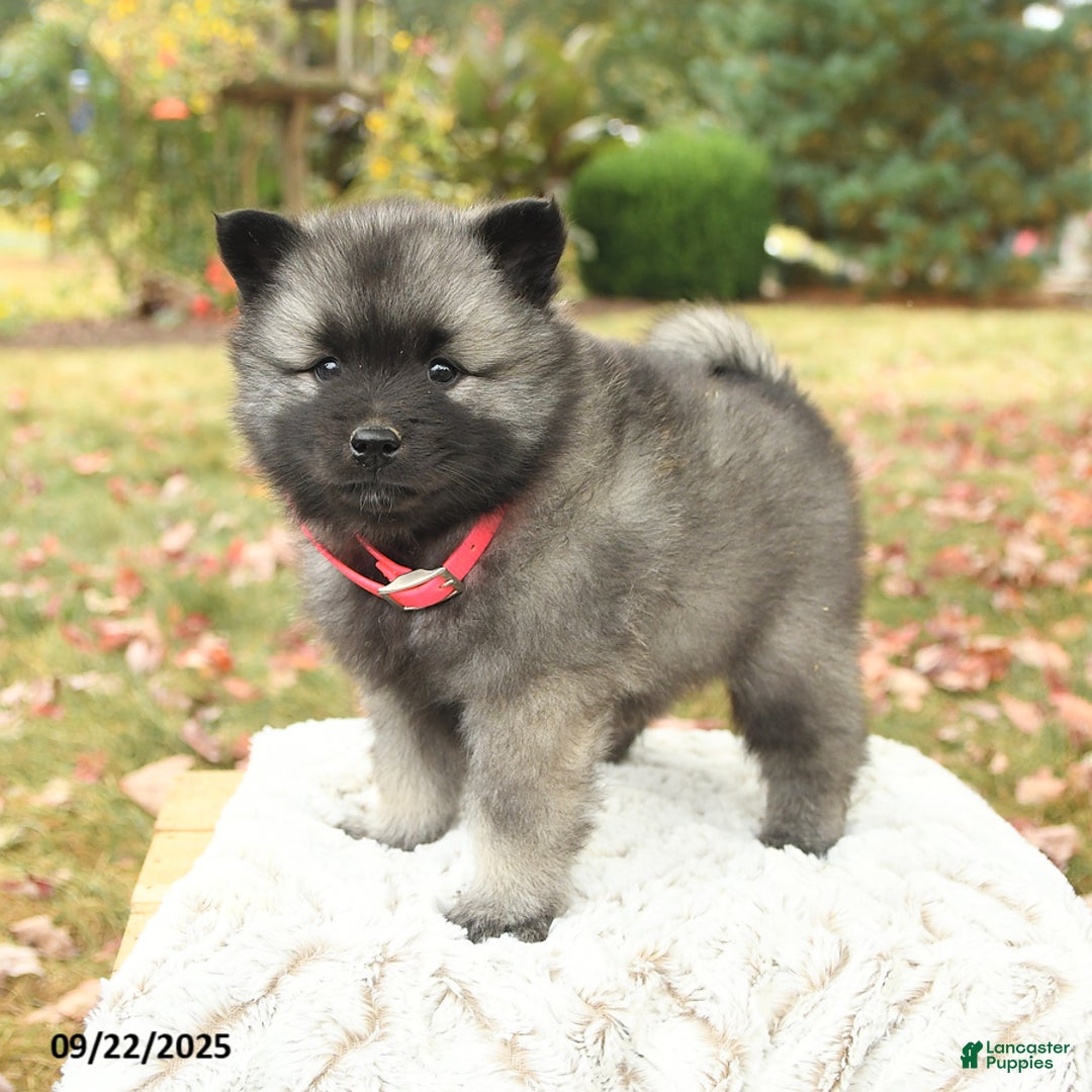 Keeshond dogs for sale: Nikki - Ad 9