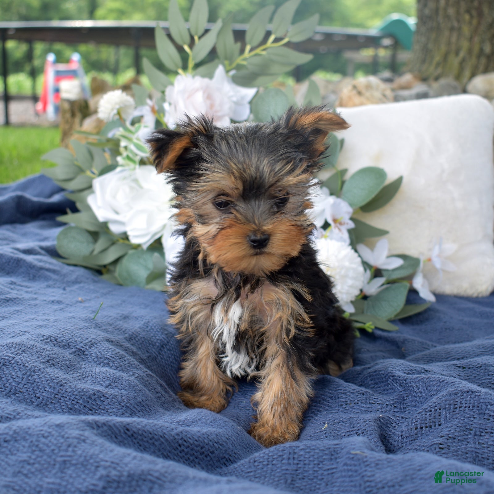 Yorkshire Terrier dogs Ritz - Ad 1