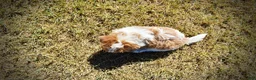 Havapoo dogs for sale: Nemo - Ad 5