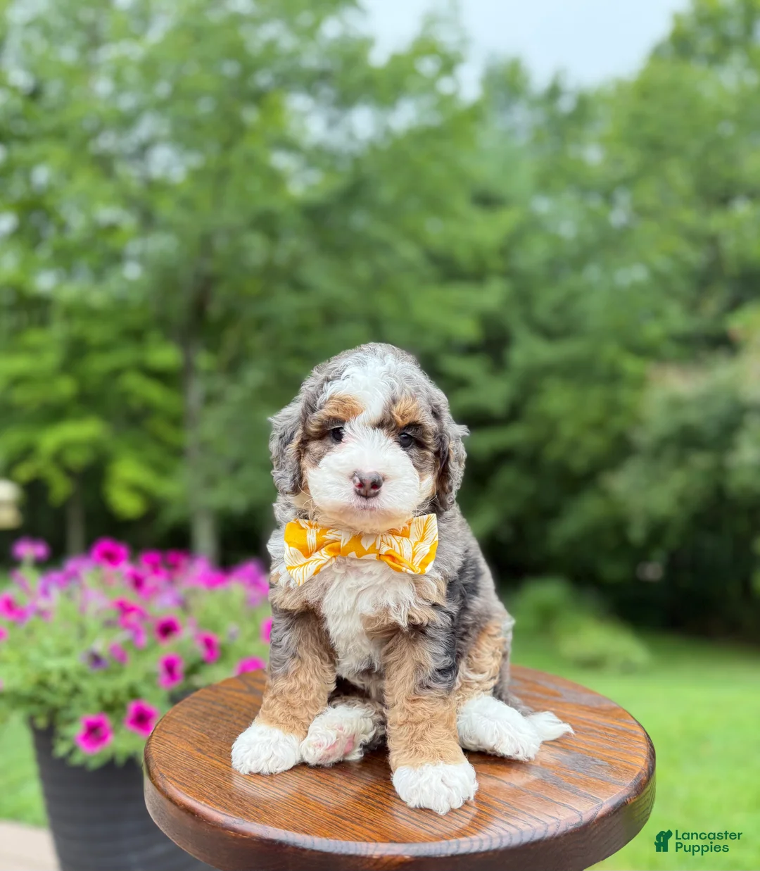 Mini Bernedoodle dogs for sale: Charlie  (F1B) ❤️ - Ad 2
