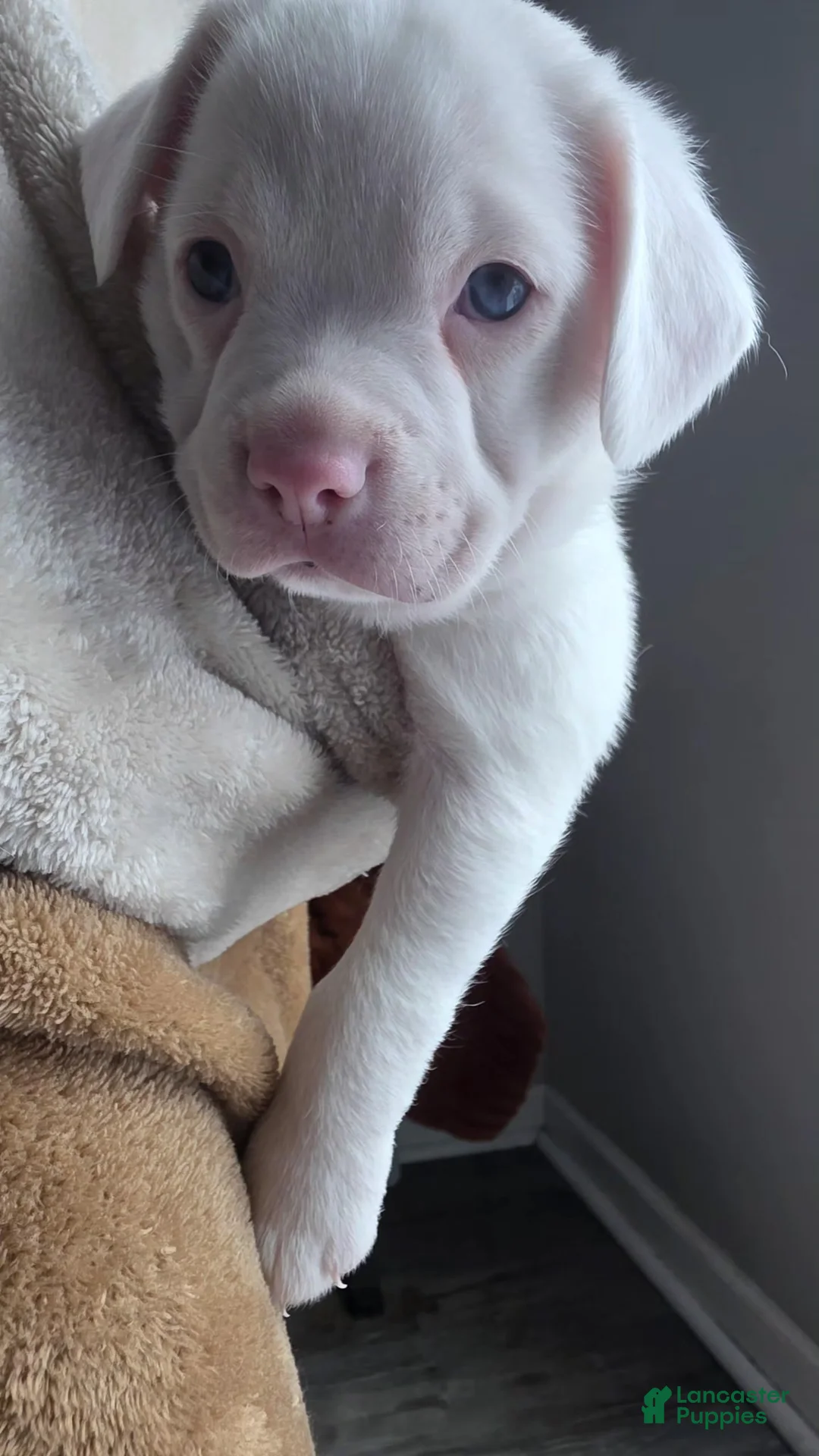 Mixed Breed dogs for sale: Winter - Ad 1