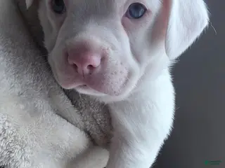 Mixed Breed dogs Winter - Ad 32