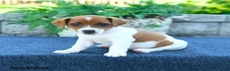 Jack Russell Terrier dogs for sale: Jackie - Ad 1