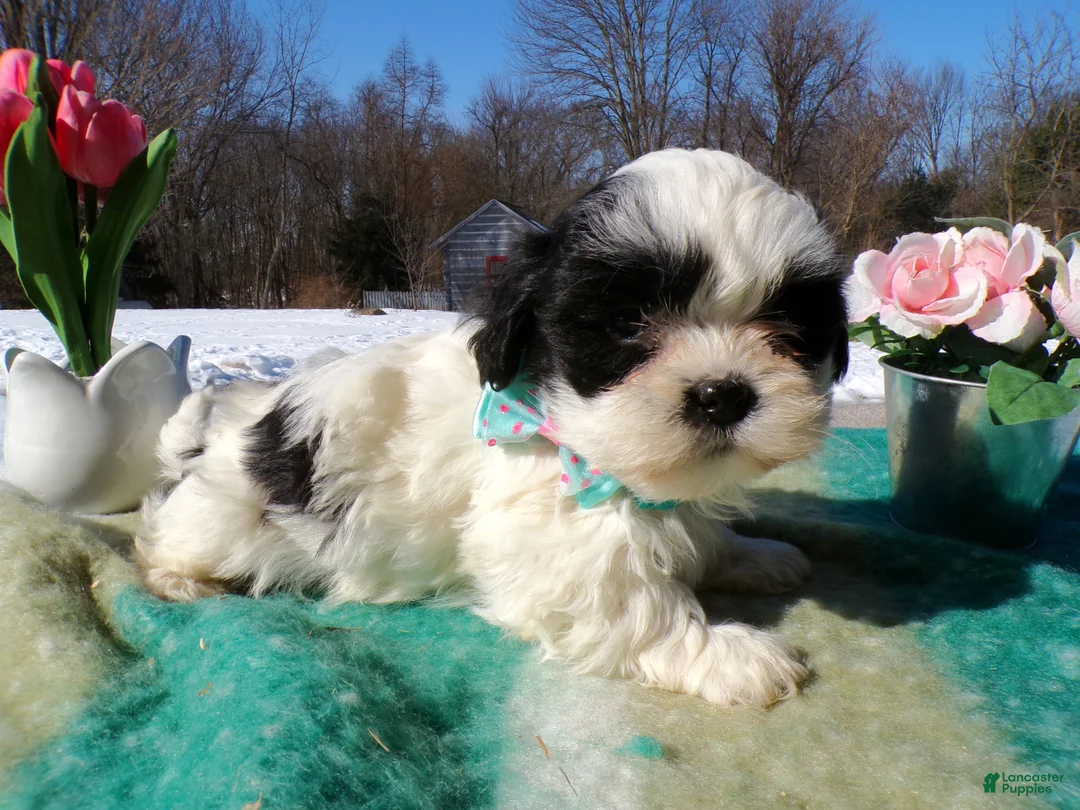 Shih Tzu dogs for sale: Shih Tzu Puppy 1 Sheila - Ad 2