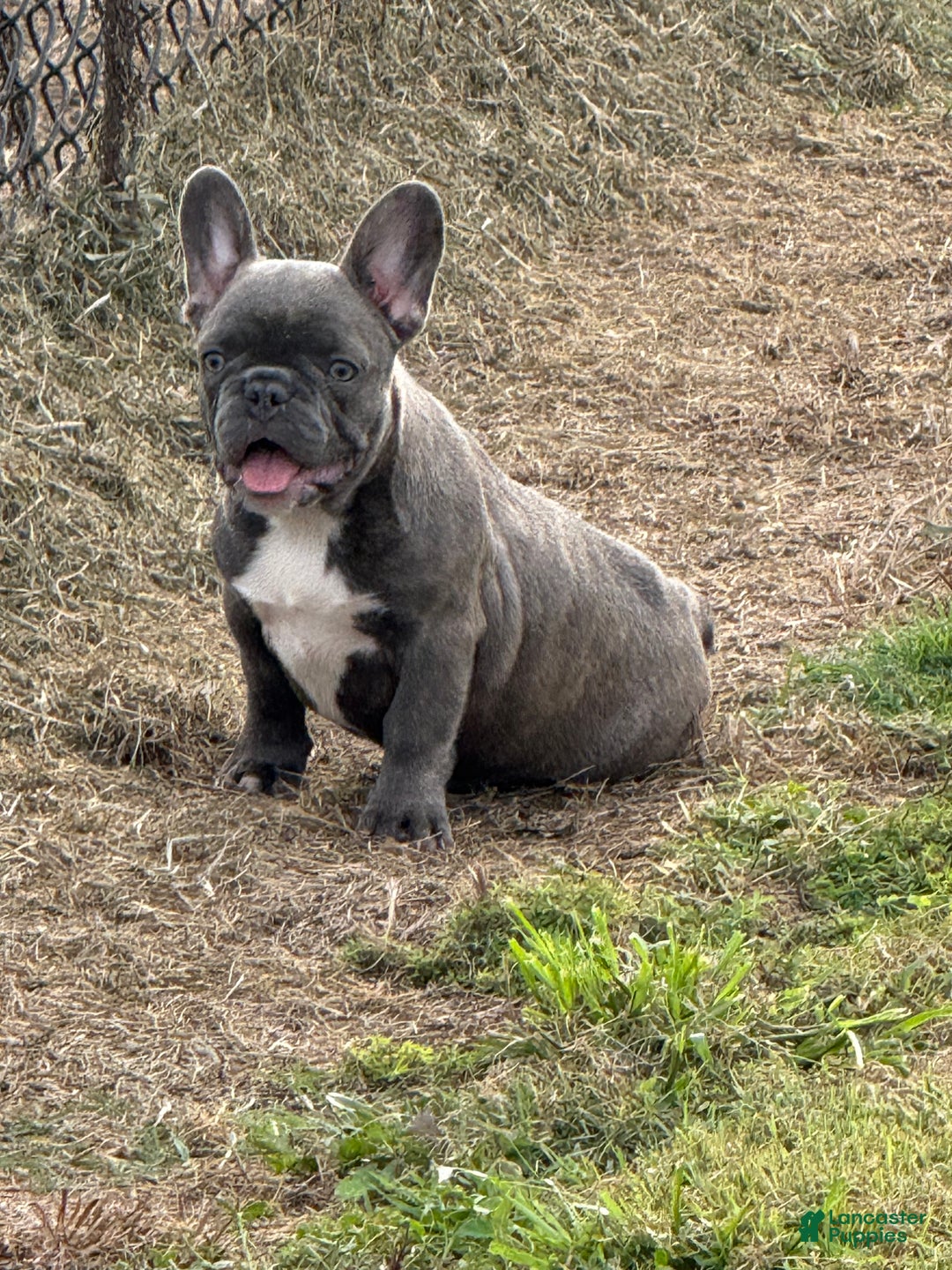 Fawn Brindle Grey Brindle French Bulldog Brindle French Gray Mini