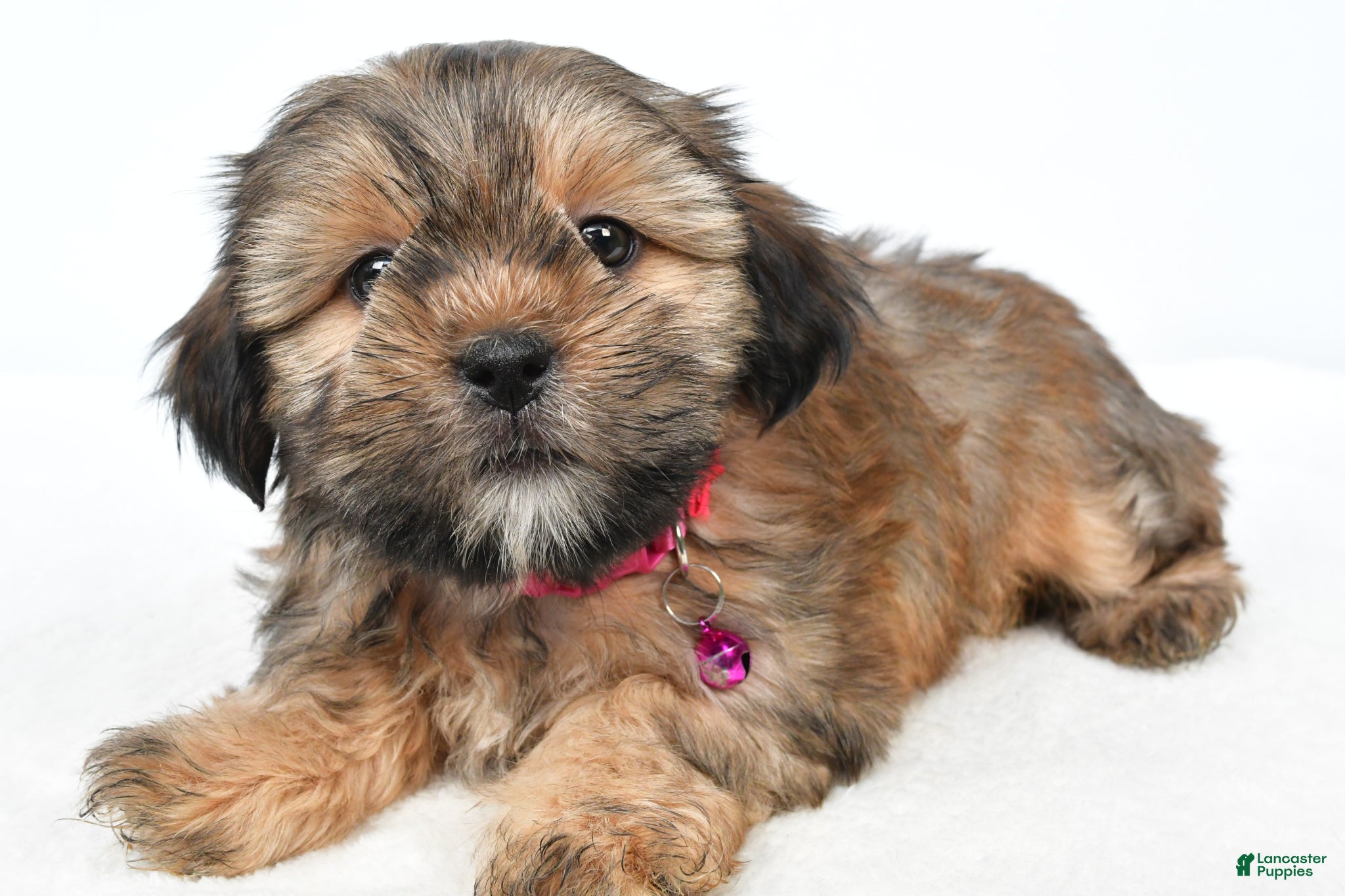 Shorkie dogs Pansy - Ad 1