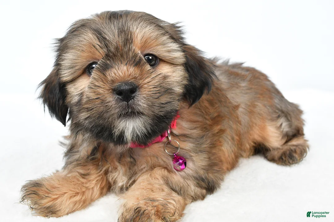 Shorkie dogs for sale: Pansy - Ad 1