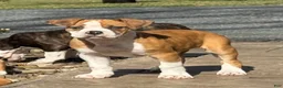 Alapaha Blue Blood Bulldog dogs for sale: BEA Liberty - Ad 5