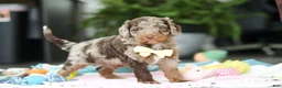 Goldendoodle dogs for sale: Bandit - Ad 7