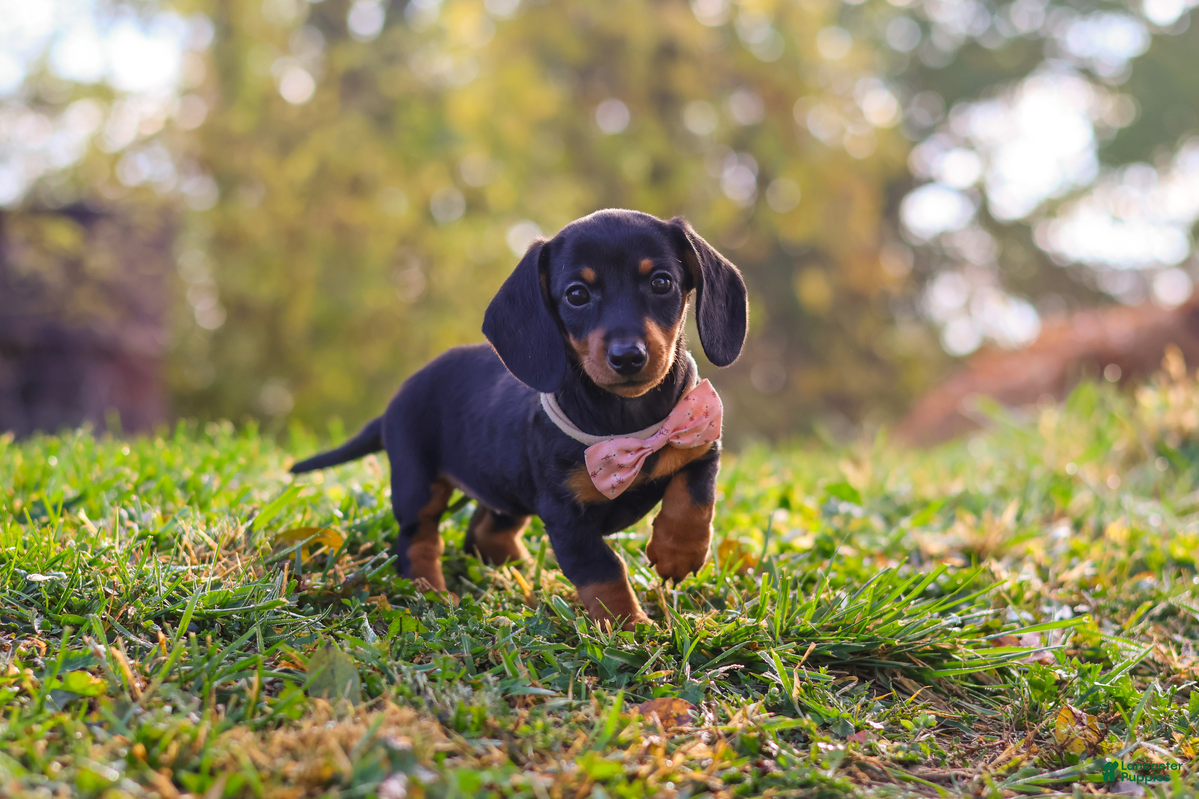 Miniature Dachshund dogs for sale: Ophelia - Ad 2