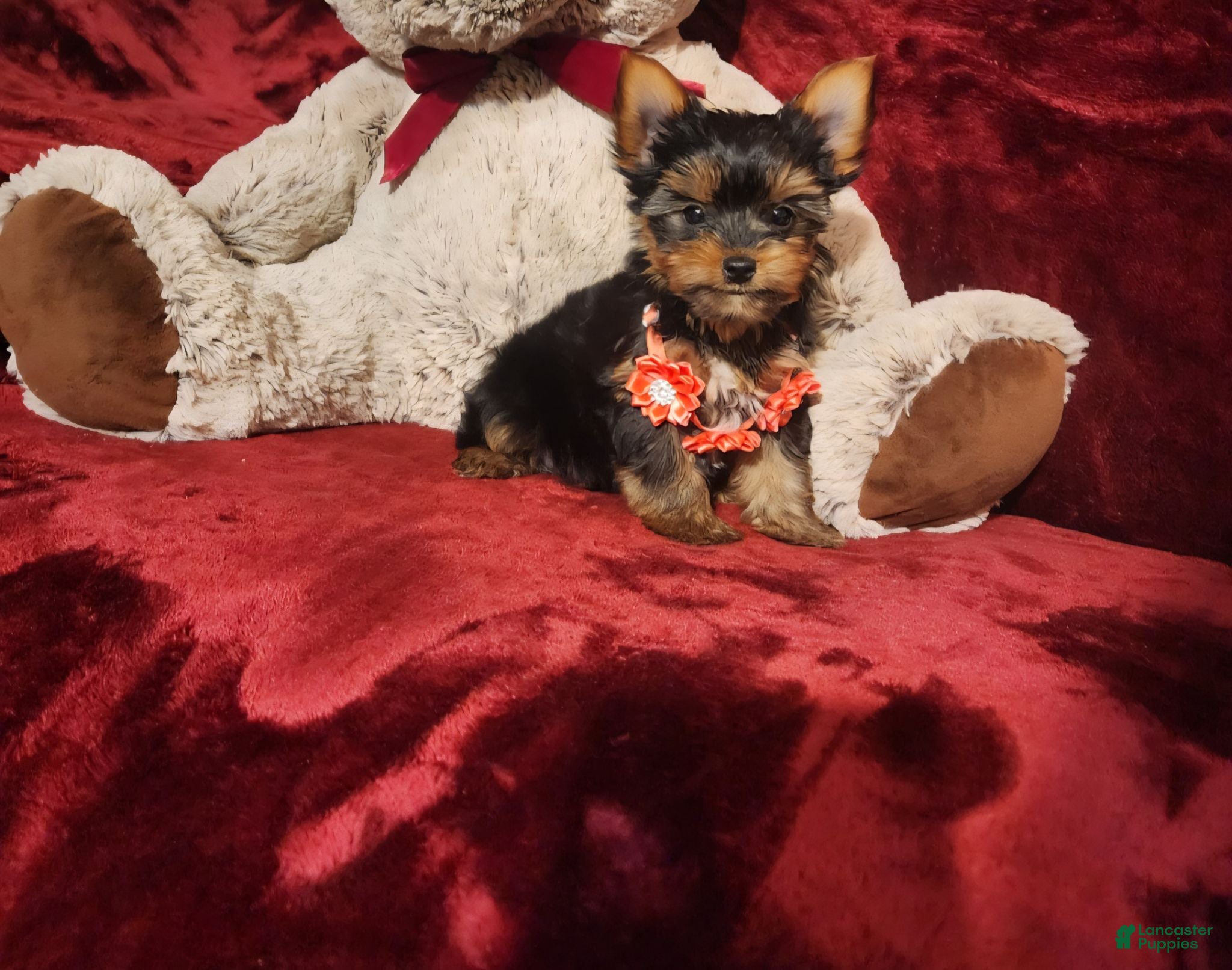 Yorkshire Terrier dogs POPPY - Ad 34
