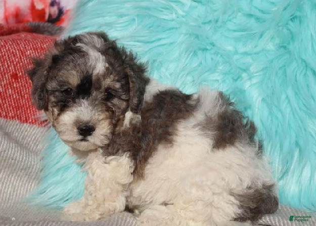 Bichpoo dogs Blaine - Ad 2