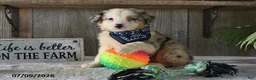 Australian Shepherd dogs for sale: Koby - Ad 4