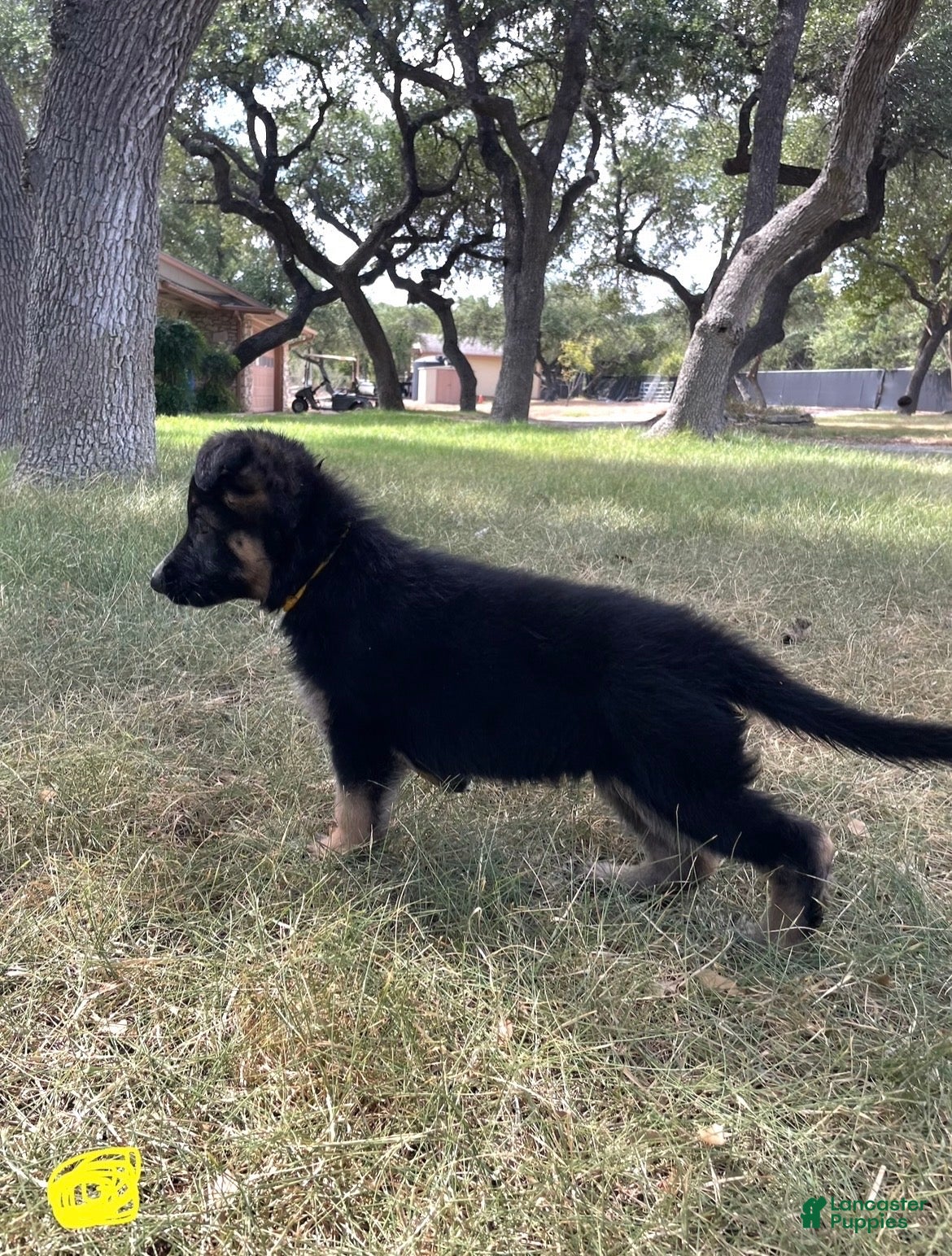 German Shepherd dogs Yellow - Ad 1