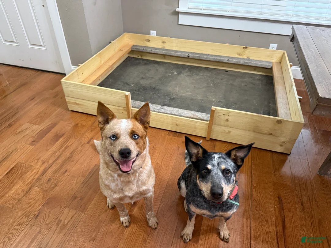 Australian Cattle Dog dogs for sale: Red Male (Dark Blue - Freckles) - Ad 5