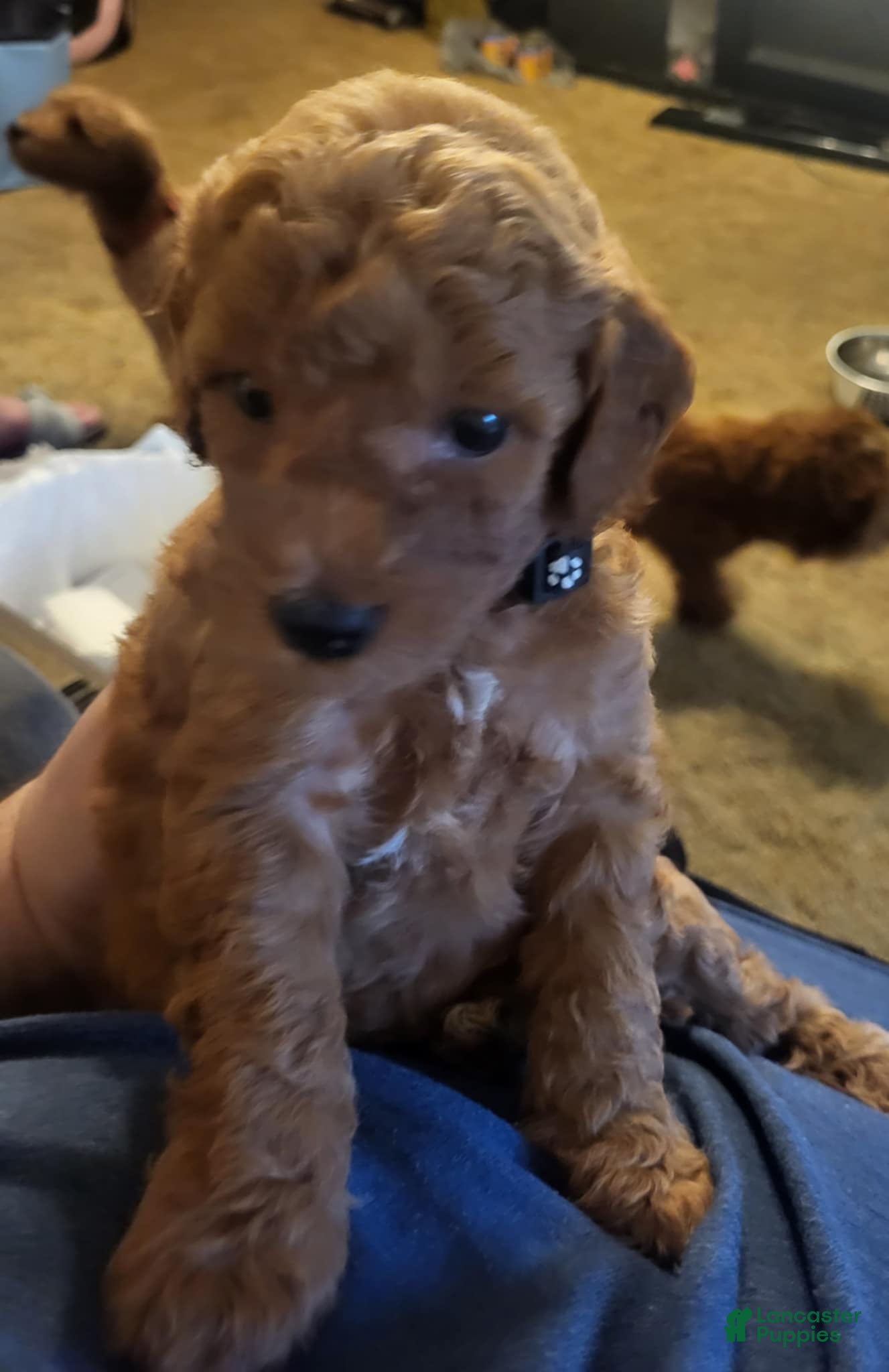 Mini Goldendoodle dogs buddy - Ad 1