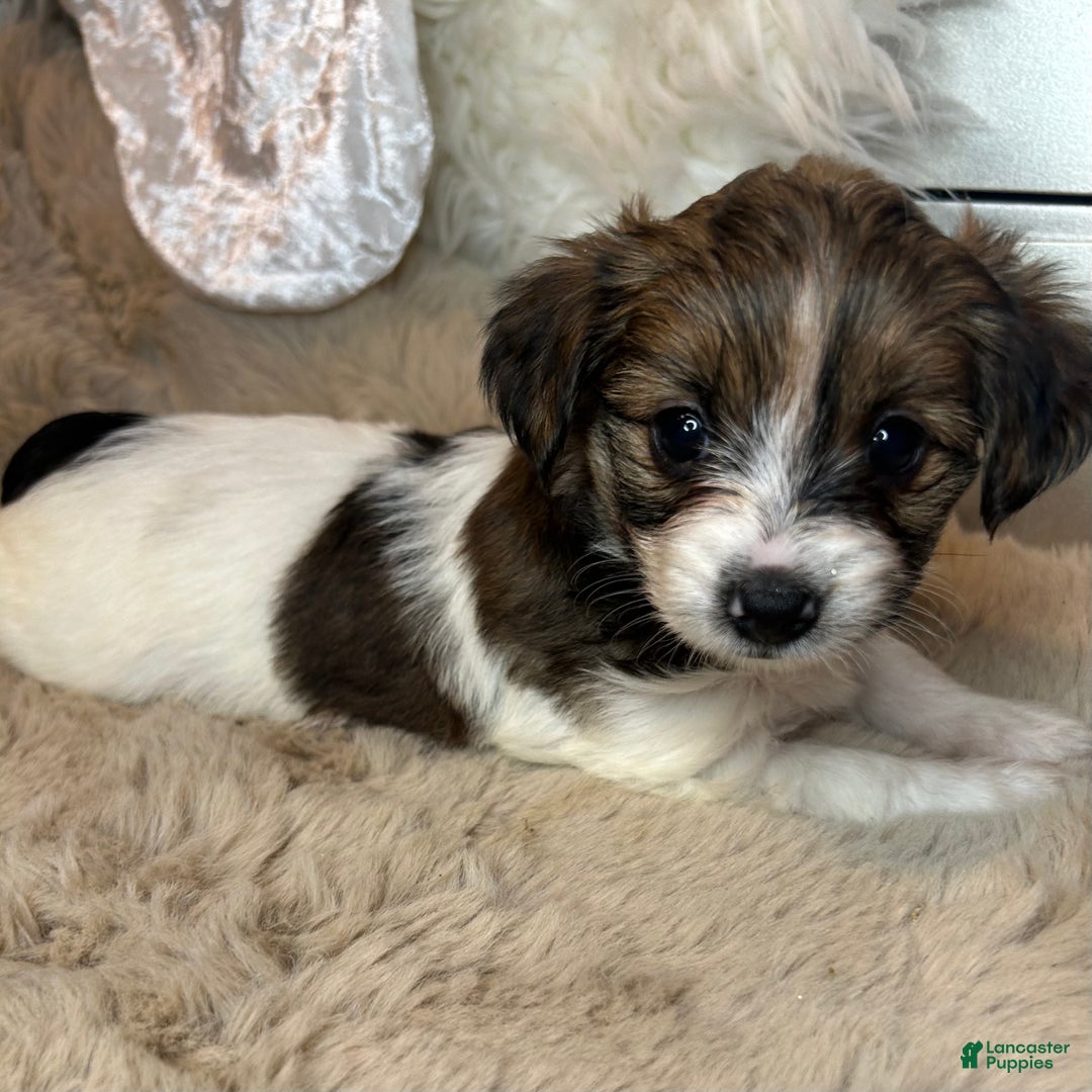 Mixed Breed dogs for sale: Buttercup - Ad 7