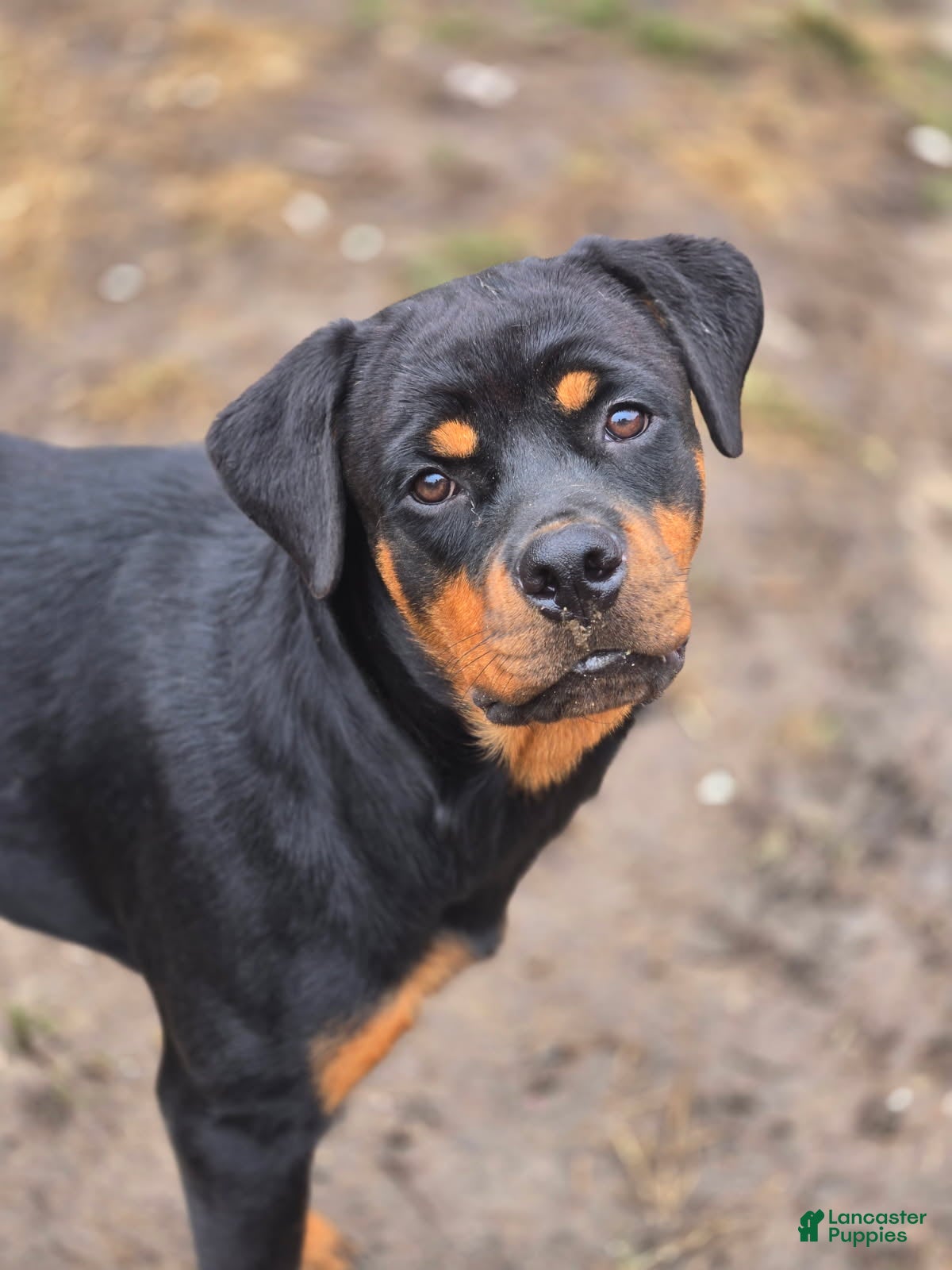 Rottweiler dogs Scarlett - Ad 1